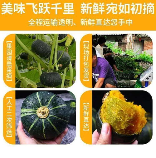 板栗南瓜 新鮮粗糧，寶寶輔食優選