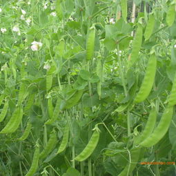 采購高性價蔬菜？選擇農(nóng)產(chǎn)品電商城