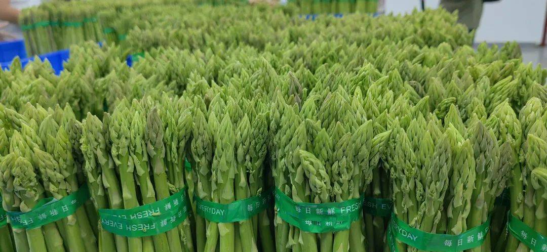 福建漳州云霄蘆筍 高品質(zhì)新鮮蔬菜，批發(fā)價格實惠