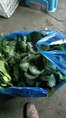 矮腳蘇州青 江南風味的健康之選，新鮮蔬菜批發市場新寵