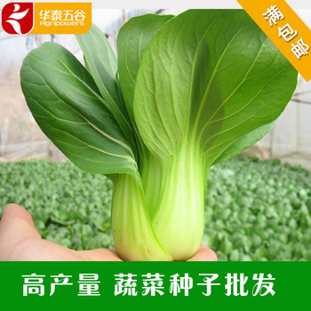 高產青梗菜種子批發 選丹萍蔬菜，獲株型優、芽率高、產量豐