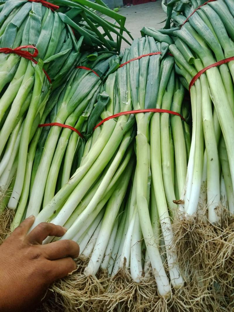 專業蔬菜批發配送 為工廠、學校、醫院食堂提供新鮮保障
