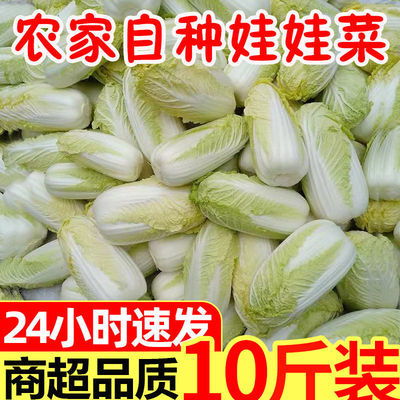 現(xiàn)摘現(xiàn)發(fā)，新鮮直達(dá) 農(nóng)家黃心娃娃菜，火鍋與批發(fā)的時令之選