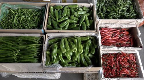 寒潮來襲 上海各蔬菜基地積極御寒確保菜籃子穩定
